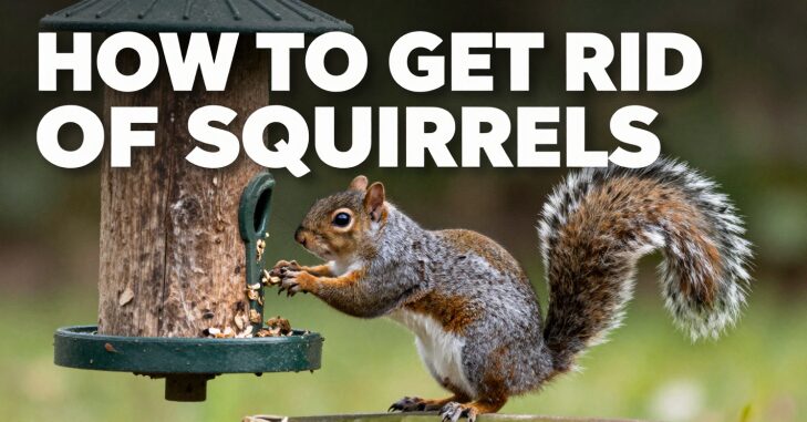 Grey squirrel climbing along a wooden garden fence